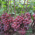 Seeded Grape Variety and Purple Color fresh red globe grape
